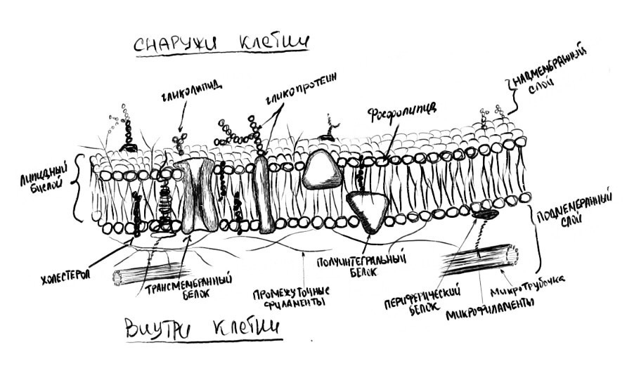 Думай как врач: медицина простым языком - _0.jpg