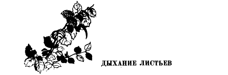Лесные тропы - i_005.png