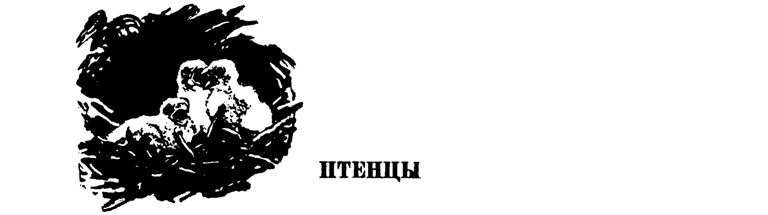 Лесные тропы - i_015.png