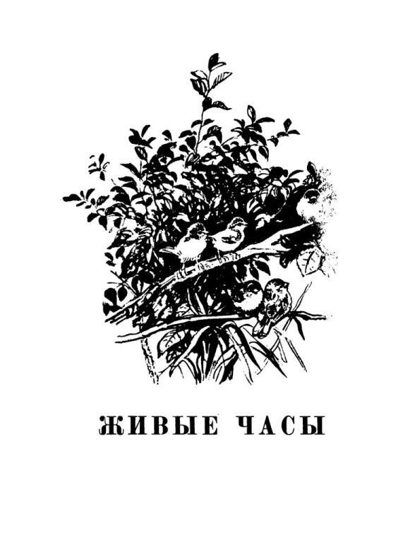 Лесные тропы - i_085.jpg