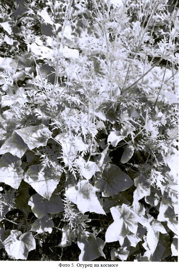 Меланжевый огород (2 изд., 2009) - img_15.jpeg