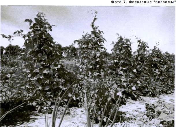 Меланжевый огород (2 изд., 2009) - img_19.jpeg