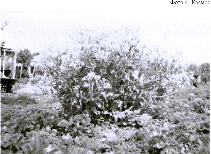 Меланжевый огород (2 изд., 2009) - img_33.jpeg