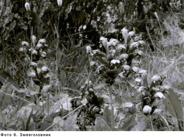 Меланжевый огород (2 изд., 2009) - img_34.jpeg