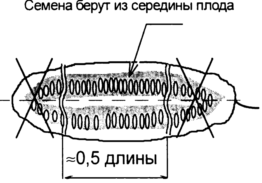 Рассада. Использование и развитие метода Митлайдера в России - img_2.png