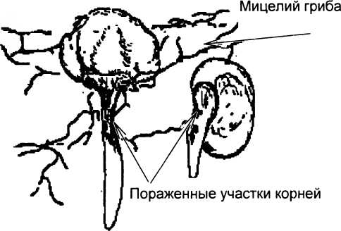 Рассада. Использование и развитие метода Митлайдера в России - img_13.jpeg