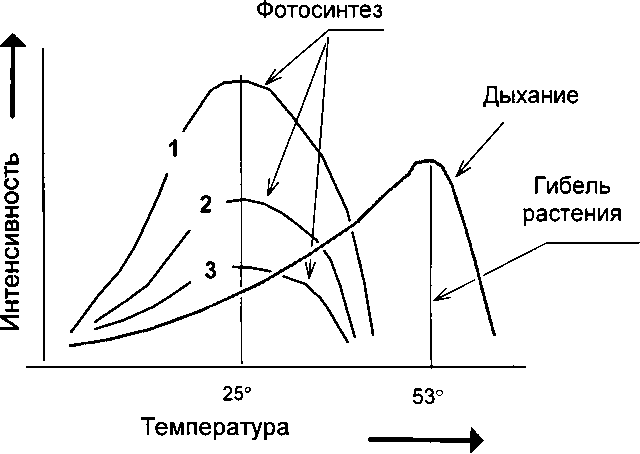 Рассада. Использование и развитие метода Митлайдера в России - img_15.png