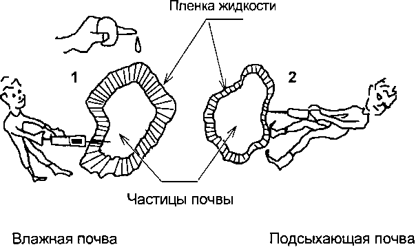 Рассада. Использование и развитие метода Митлайдера в России - img_16.png