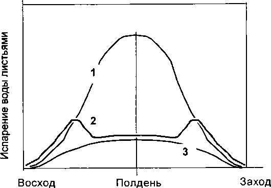 Рассада. Использование и развитие метода Митлайдера в России - img_17.png