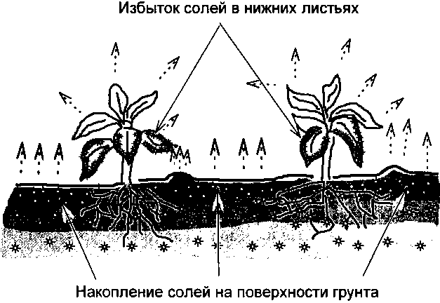 Рассада. Использование и развитие метода Митлайдера в России - img_19.png