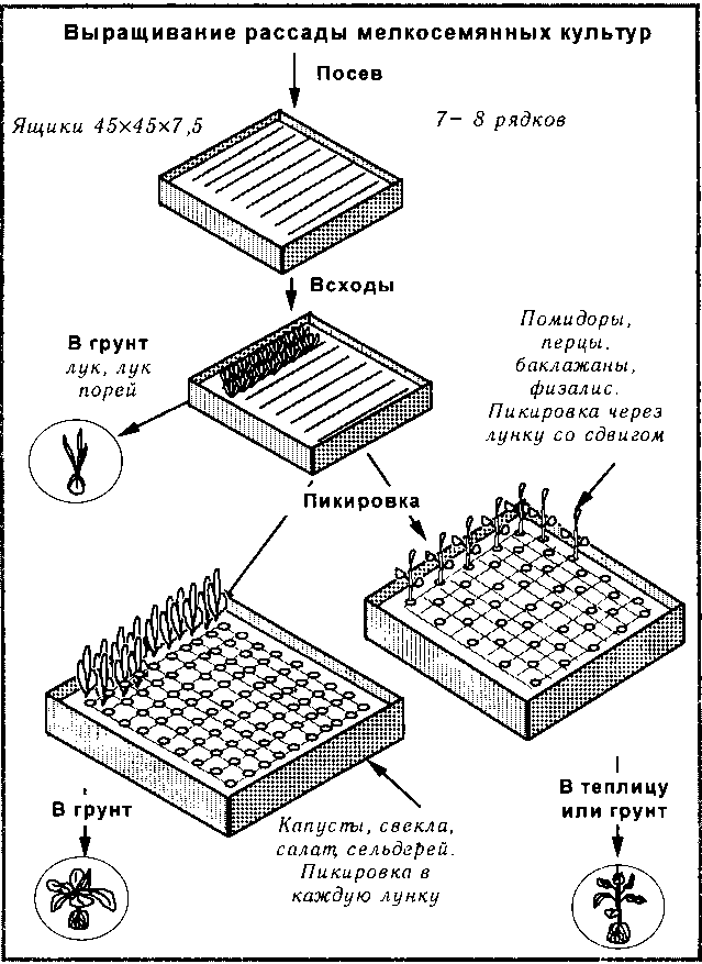 Рассада. Использование и развитие метода Митлайдера в России - img_51.png