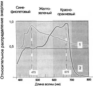 Рассада. Использование и развитие метода Митлайдера в России - img_85.jpeg