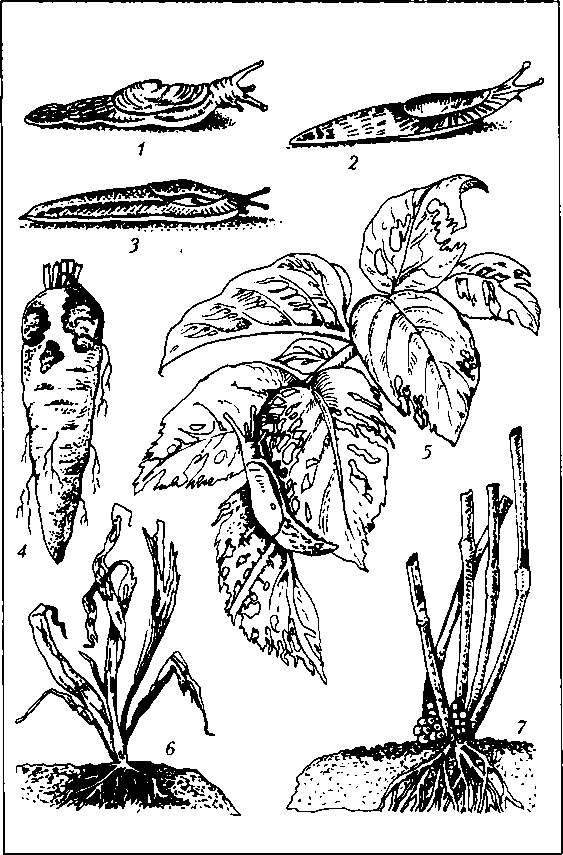 Тайная жизнь вредителей - img_13.png