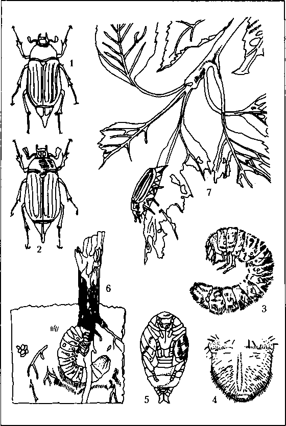 Тайная жизнь вредителей - img_16.png