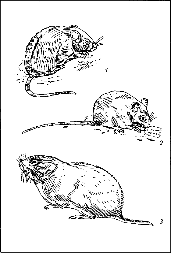 Тайная жизнь вредителей - img_18.png