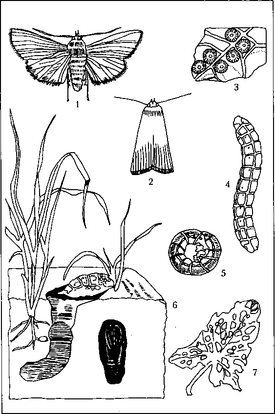 Тайная жизнь вредителей - img_19.png