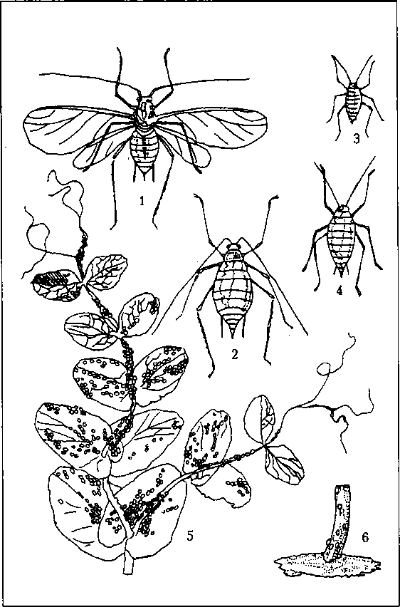 Тайная жизнь вредителей - img_6.png