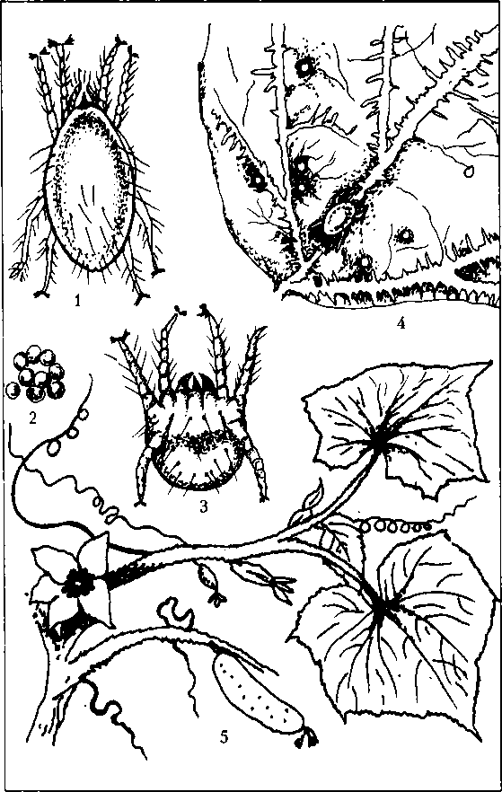 Тайная жизнь вредителей - img_8.png