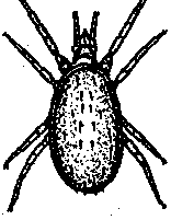 Полезные насекомые сада и огорода - img_15.png