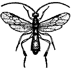 Полезные насекомые сада и огорода - img_16.png