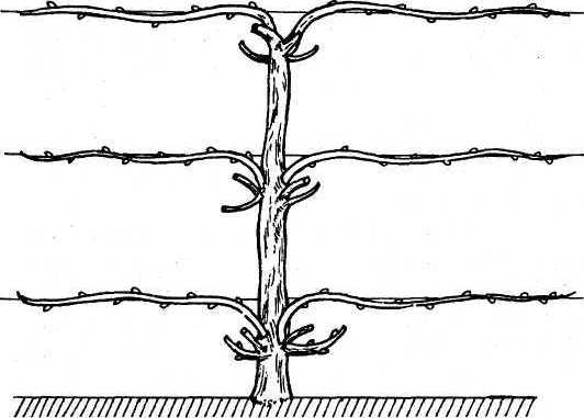 Вертикальные грядки: сопки, грядки-рабатки - img_35.jpeg