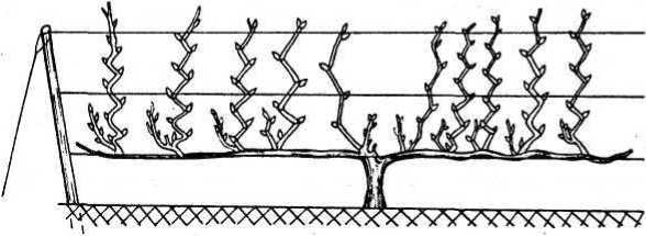 Вертикальные грядки: сопки, грядки-рабатки - img_36.jpeg