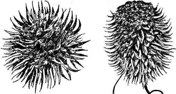 Вертикальные грядки: сопки, грядки-рабатки - img_45.jpeg