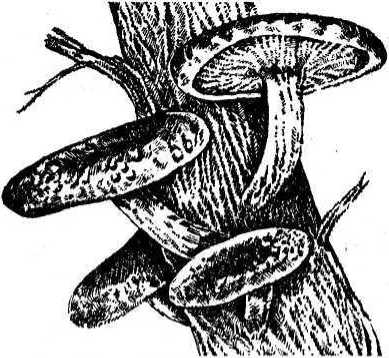 Вертикальные грядки: сопки, грядки-рабатки - img_50.jpeg