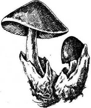 Вертикальные грядки: сопки, грядки-рабатки - img_53.jpeg