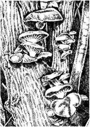 Вертикальные грядки: сопки, грядки-рабатки - img_54.jpeg