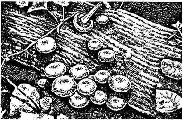 Вертикальные грядки: сопки, грядки-рабатки - img_55.jpeg