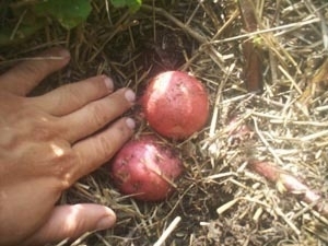Статьи по выращиванию картофеля - img_13.jpeg