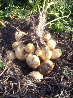 Статьи по выращиванию картофеля - img_15.jpeg