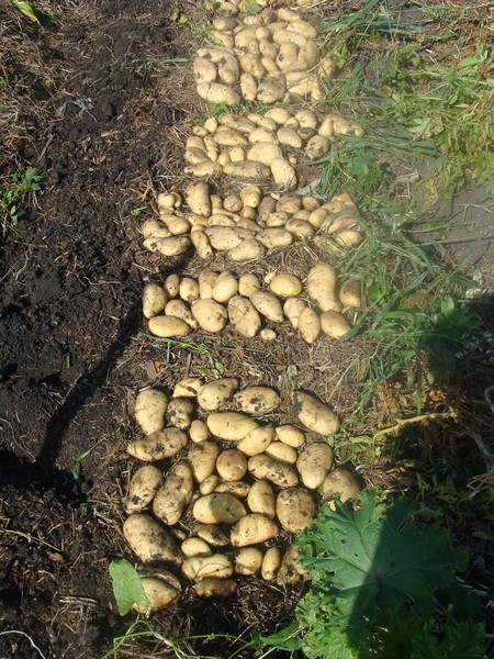 Статьи по выращиванию картофеля - img_35.jpeg