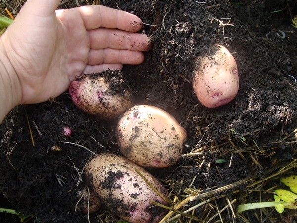 Статьи по выращиванию картофеля - img_36.jpeg