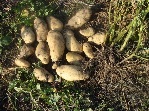 Статьи по выращиванию картофеля - img_37.jpeg