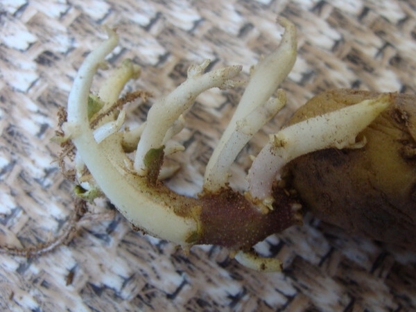 Статьи по выращиванию картофеля - img_41.jpeg