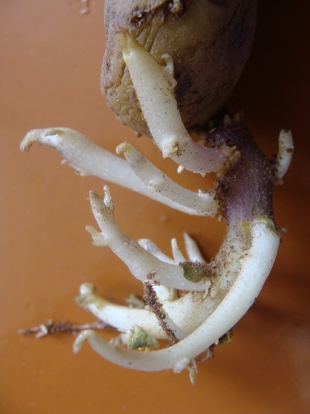 Статьи по выращиванию картофеля - img_42.jpeg