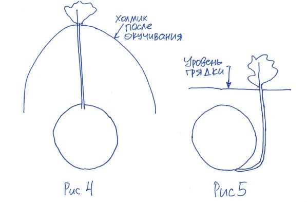 Статьи по выращиванию картофеля - img_43.jpeg