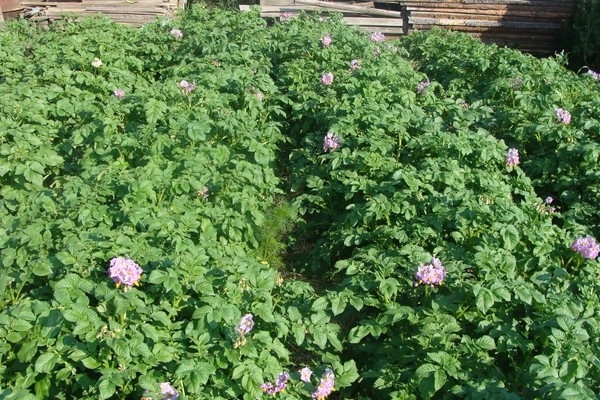 Статьи по выращиванию картофеля - img_44.jpeg