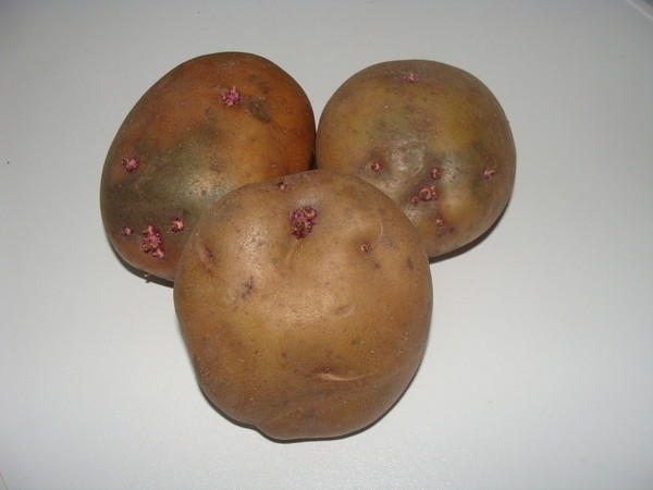 Статьи по выращиванию картофеля - img_46.jpeg
