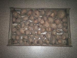 Статьи по выращиванию картофеля - img_7.jpeg