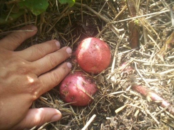 Статьи по выращиванию картофеля - img_101.jpeg