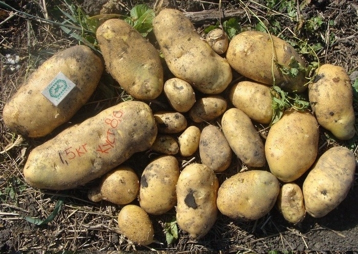 Статьи по выращиванию картофеля - img_73.jpeg