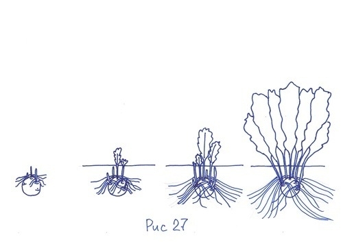 Статьи по выращиванию картофеля - img_78.jpeg