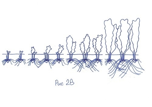 Статьи по выращиванию картофеля - img_79.jpeg