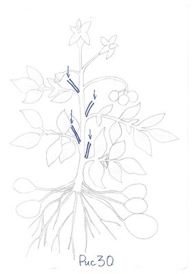 Статьи по выращиванию картофеля - img_81.jpeg