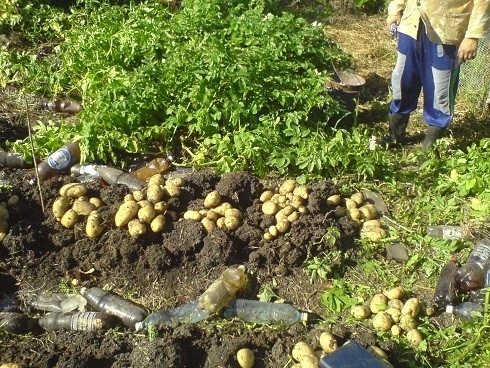 Статьи по выращиванию картофеля - img_83.jpeg