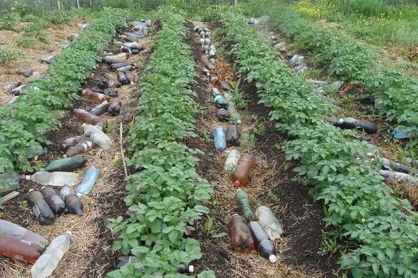 Статьи по выращиванию картофеля - img_98.jpeg