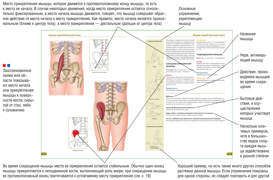 Анатомия мышц: иллюстрированный справочник - i_002.jpg